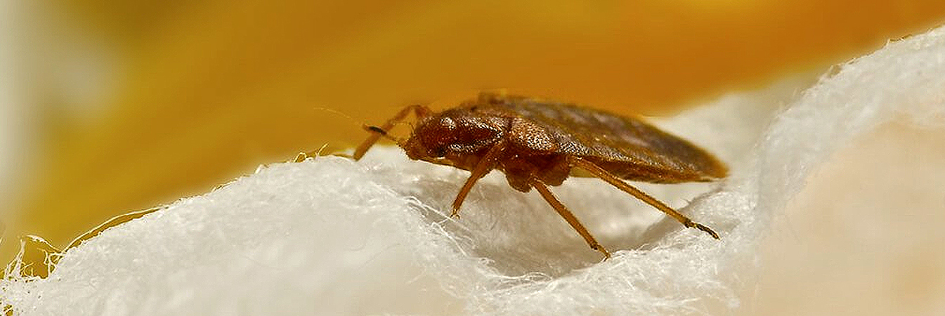 Bedbugs Pest Control