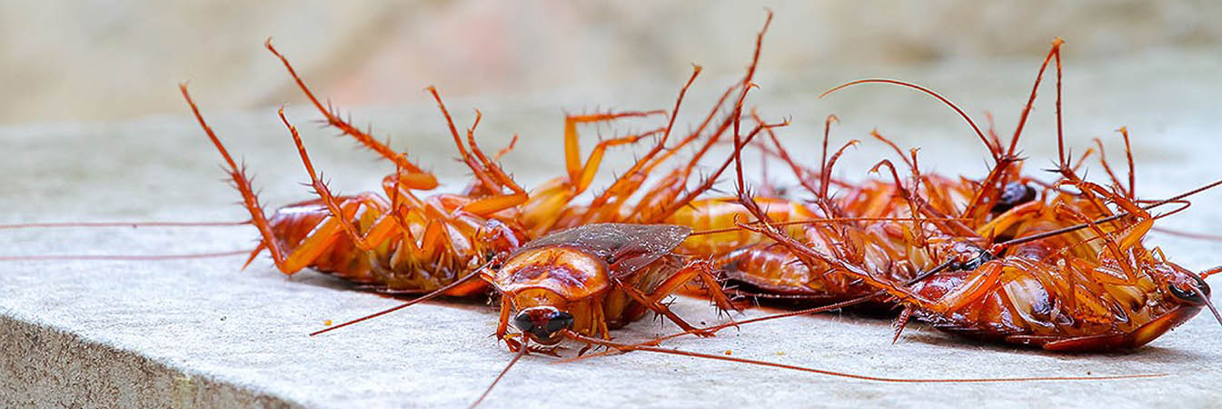 Cockroach Pest Control