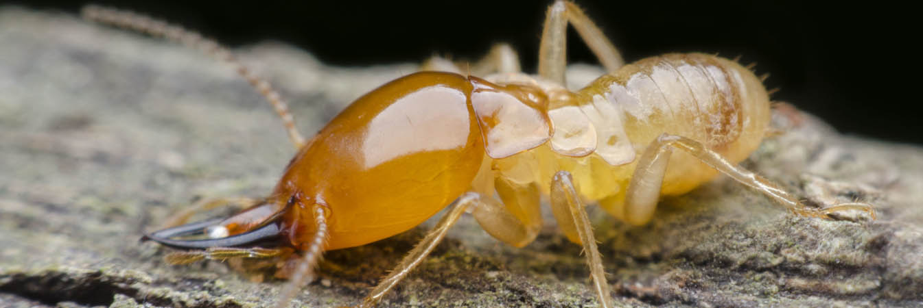 termite control service